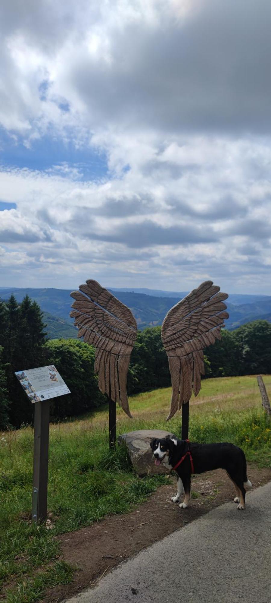Modernes Rhombushaus Im Naturparadies Sauerland Balve Exterior photo